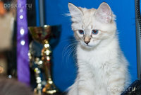 animals-cats-neva-masquerade-1.800.jpg